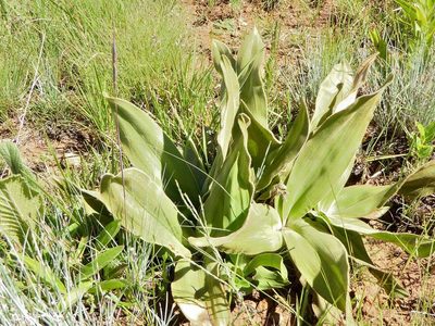 Hypoxis multiceps, photographed by Andrew Hankey