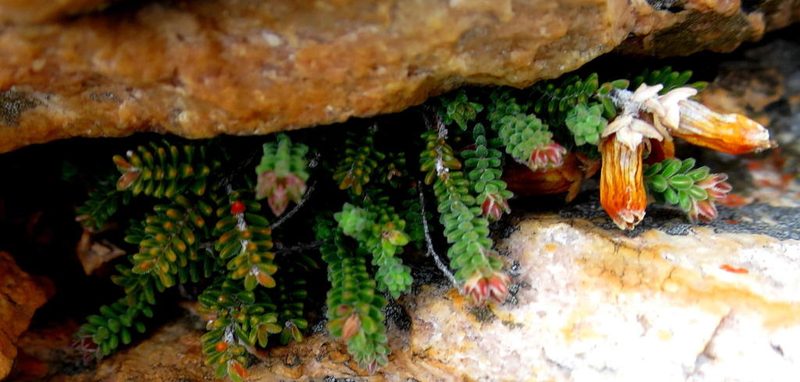 Erica lithophila, photographed by Di Turner