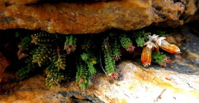Erica lithophila, photographed by Di Turner