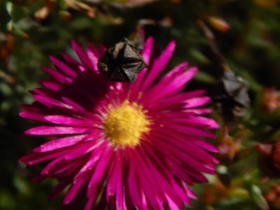Lampranthus stenopetalus, photographed by melda