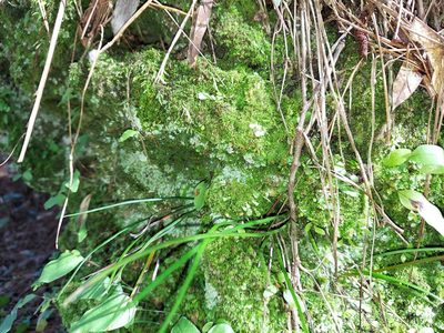Vittaria lineata, photographed by Athena Philips