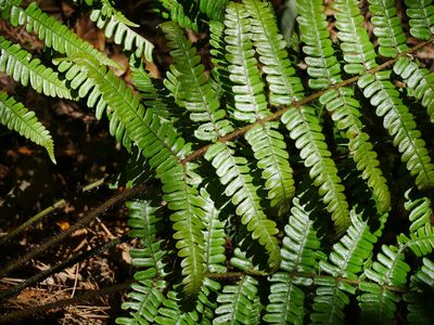 Dryopteris lepidopoda, photographed by Jacy Chen