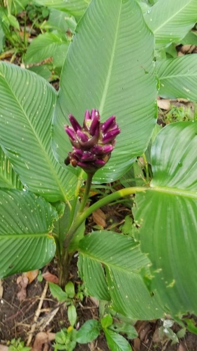 Goeppertia latifolia, photographed by Bruno de Medeiros