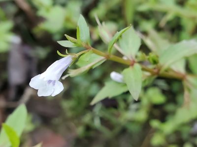 Lindernia dubia, photographed by Tom Field