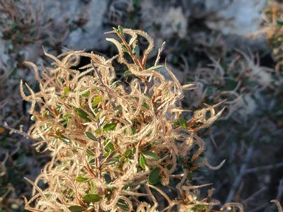 Cercocarpus breviflorus, photographed by Christine Braaten