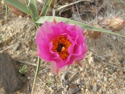 Micropuntia pulchella, photographed by Jim Morefield