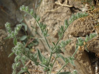 Simpsonanthus jonesii, photographed by Jim Morefield
