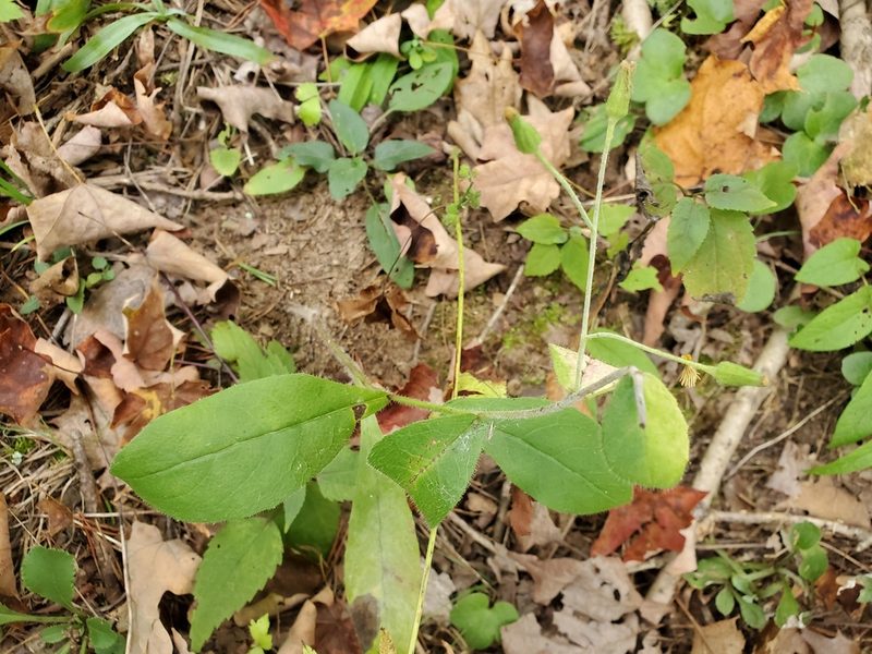 Hieracium scabrum, photographed by Tom Field