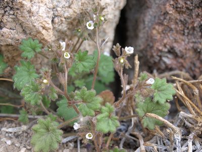 Phacelia rotundifolia, photographed by Jim Morefield