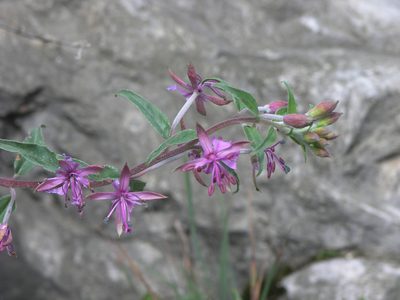 Epilobium colchicum, photographed by Oleg Kosterin
