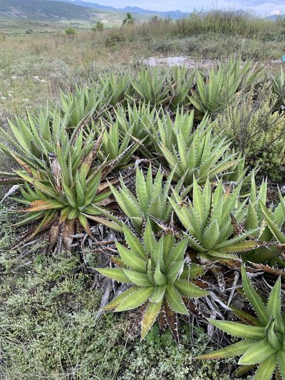 Agave convallis, photographed by Carlos Martorell