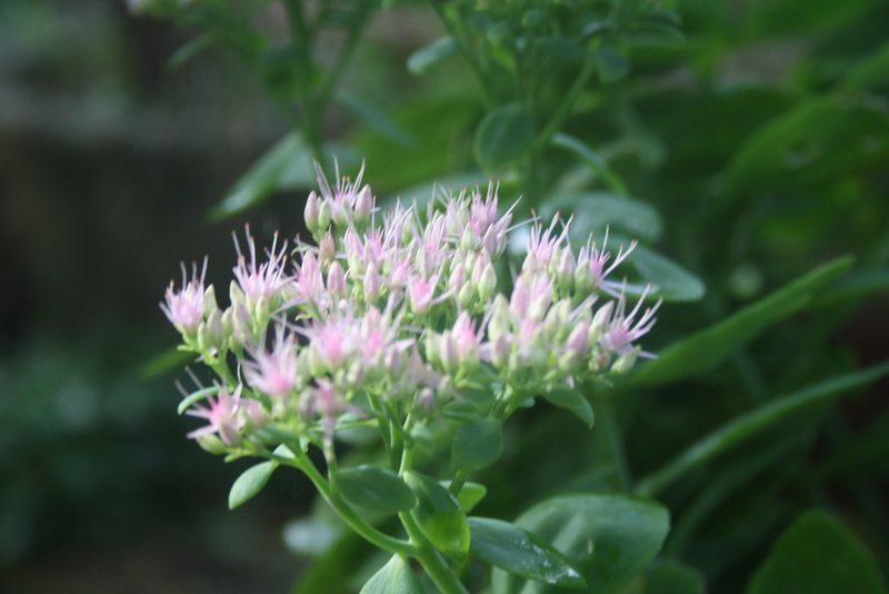 Hylotelephium spectabile, photographed by Coulonges Philippe