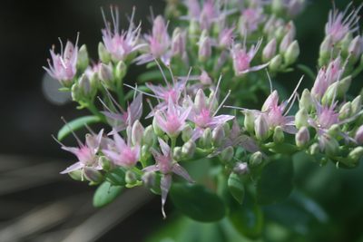 Hylotelephium spectabile, photographed by Coulonges Philippe