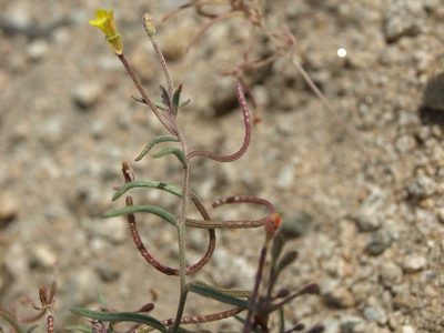 Camissonia parvula, photographed by Jim Morefield