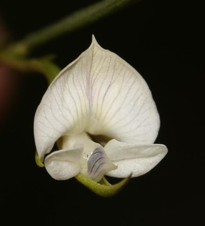 Psoralea vlokii, photographed by Brian du Preez