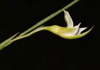 Psoralea vlokii, photographed by Brian du Preez