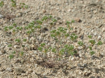 Eremocarya micrantha, photographed by Jim Morefield