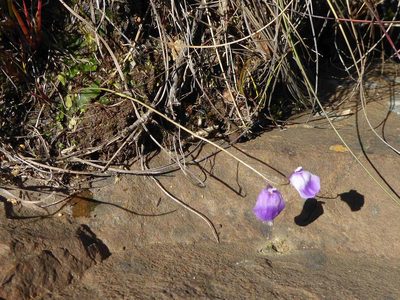Utricularia livida, photographed by Andrew Hankey