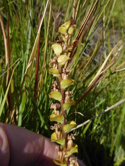Disperis renibractea, photographed by Andrew Hankey