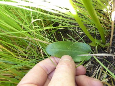 Disperis renibractea, photographed by Andrew Hankey