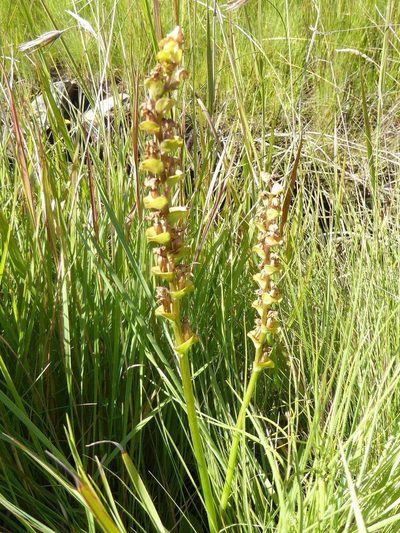 Disperis renibractea, photographed by Andrew Hankey