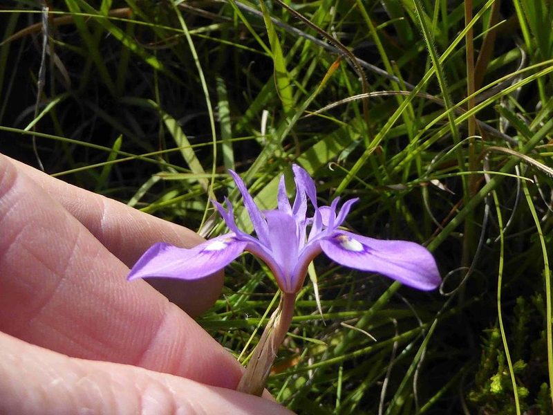 Moraea natalensis, photographed by Andrew Hankey