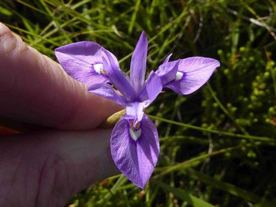 Moraea natalensis, photographed by Andrew Hankey