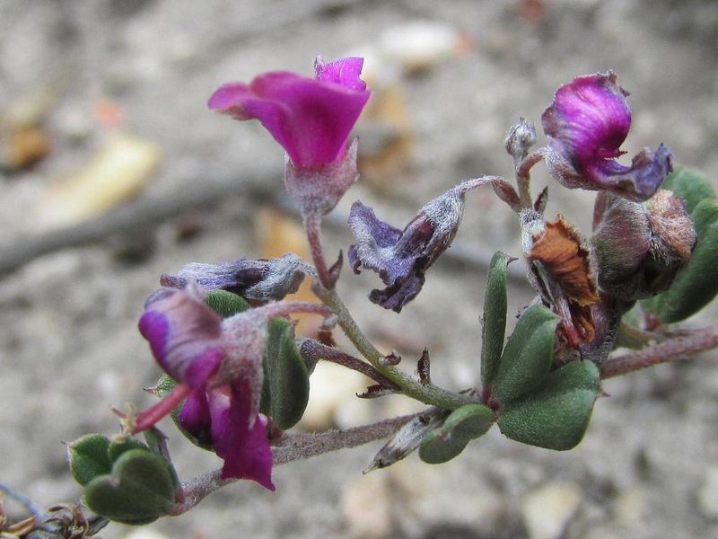 Indigofera vlokii, photographed by douglaseustonbrown