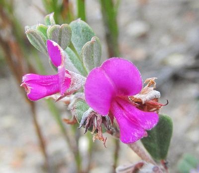 Indigofera vlokii, photographed by douglaseustonbrown
