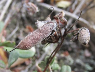 Indigofera vlokii, photographed by douglaseustonbrown