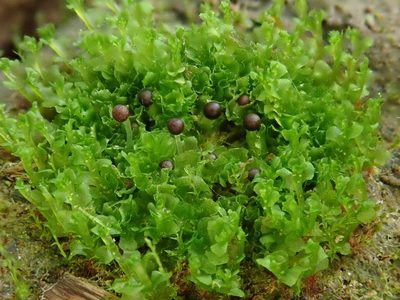 Fossombronia wondraczekii, photographed by Christian Berg