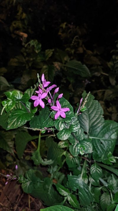 Pseuderanthemum cuspidatum, photographed by Jake Rehage