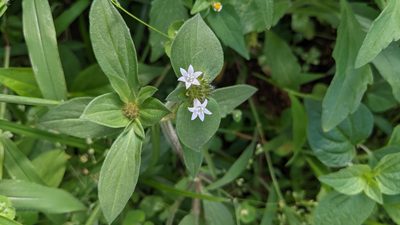 Richardia scabra, photographed by Jake Rehage