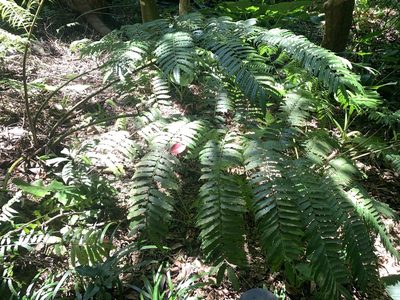 Angiopteris lygodiifolia, photographed by 呂一起(Lyu yi-chi)