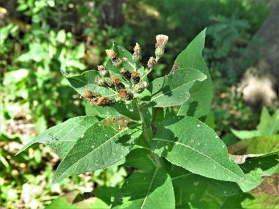 Vernonia baldwinii, photographed by Annika Lindqvist