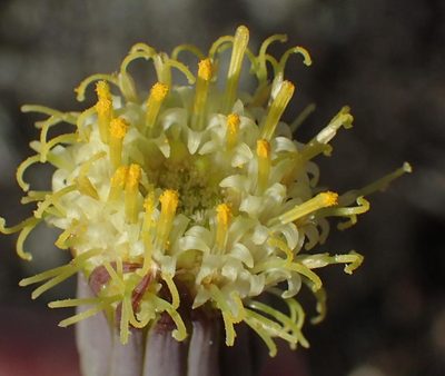 Senecio acaulis, photographed by Nicola van Berkel