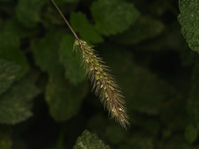 Setaria viridis, photographed by Alexis Tinker-Tsavalas