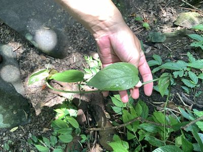 Epipremnum pinnatum, photographed by 呂一起(Lyu yi-chi)