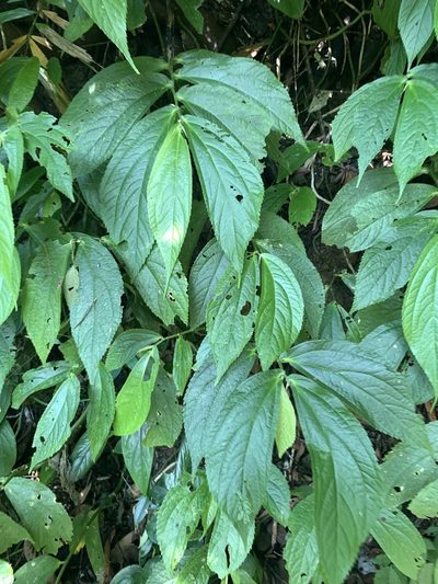 Elatostema platyphyllum, photographed by 呂一起(Lyu yi-chi)