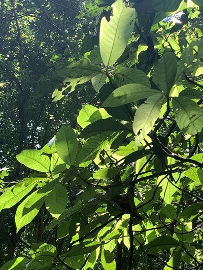 Saurauia tristyla, photographed by 呂一起(Lyu yi-chi)