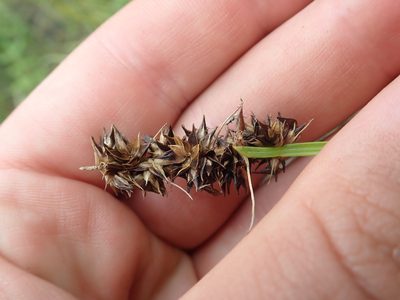 Carex otrubae, photographed by Matteo Marcandella
