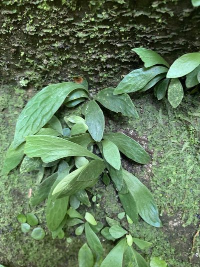 Antrophyum formosanum, photographed by 呂一起(Lyu yi-chi)