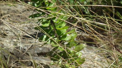 Tetraselago wilmsii, photographed by Shaun Swanepoel
