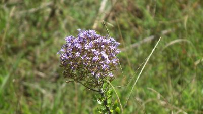Tetraselago wilmsii, photographed by Shaun Swanepoel