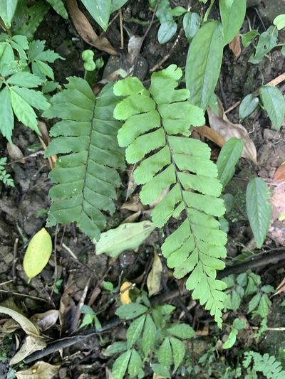 Hymenasplenium excisum, photographed by 呂一起(Lyu yi-chi)