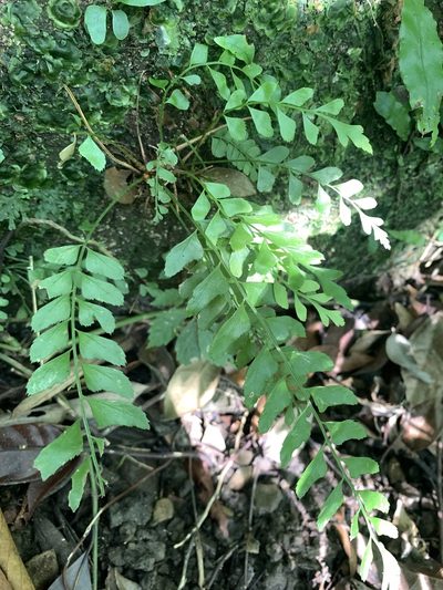 Polystichum formosanum, photographed by 呂一起(Lyu yi-chi)