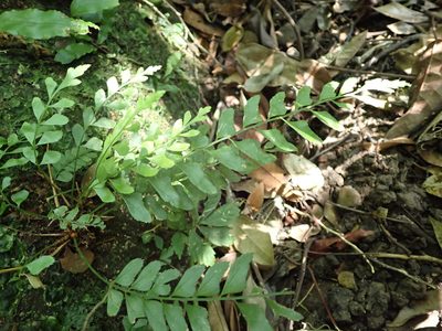 Polystichum formosanum, photographed by 呂一起(Lyu yi-chi)