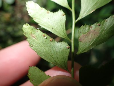Polystichum formosanum, photographed by 呂一起(Lyu yi-chi)