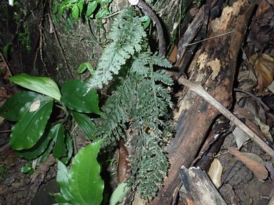 Vandenboschia kalamocarpa, photographed by 呂一起(Lyu yi-chi)