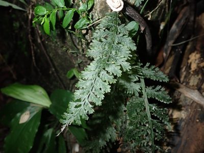 Vandenboschia kalamocarpa, photographed by 呂一起(Lyu yi-chi)